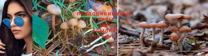 Галлюциногенные грибы Psilocybine cubensis  Соликамск 